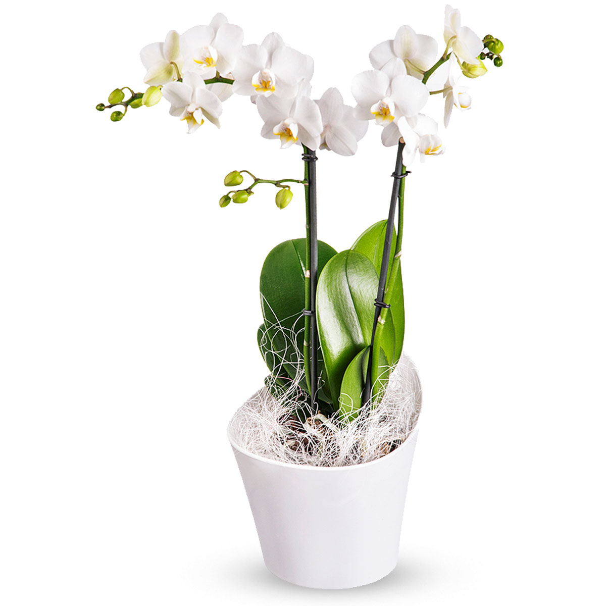 cado000232_01_orchidee phalaenopsis