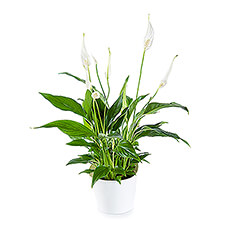 A stylish Peace Lily that is perfect in its simplicity thanks to its top quality products.