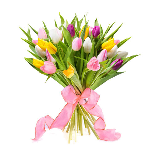 Tulipes d'Amsterdam, 25 pcs