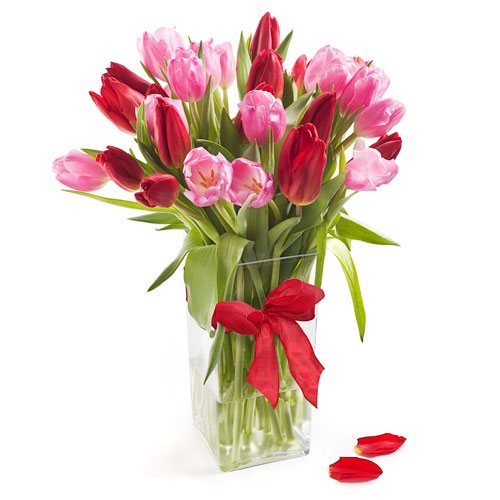 Addicted to Tulips