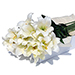 BOTTE Lys Blancs 12 pcs [01]