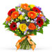 Shower of Colors - Medium (30 cm) [01]
