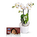 Orchids for Change [01]