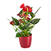 Red Anthurium in Flower Pot [01]