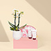 Gift 2021 : Cinq Mondes Straling uit Bali & Mini Orchidee [01]