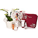 Cinq Mondes Gift with Orchid [01]